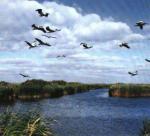 Delta del Danubio